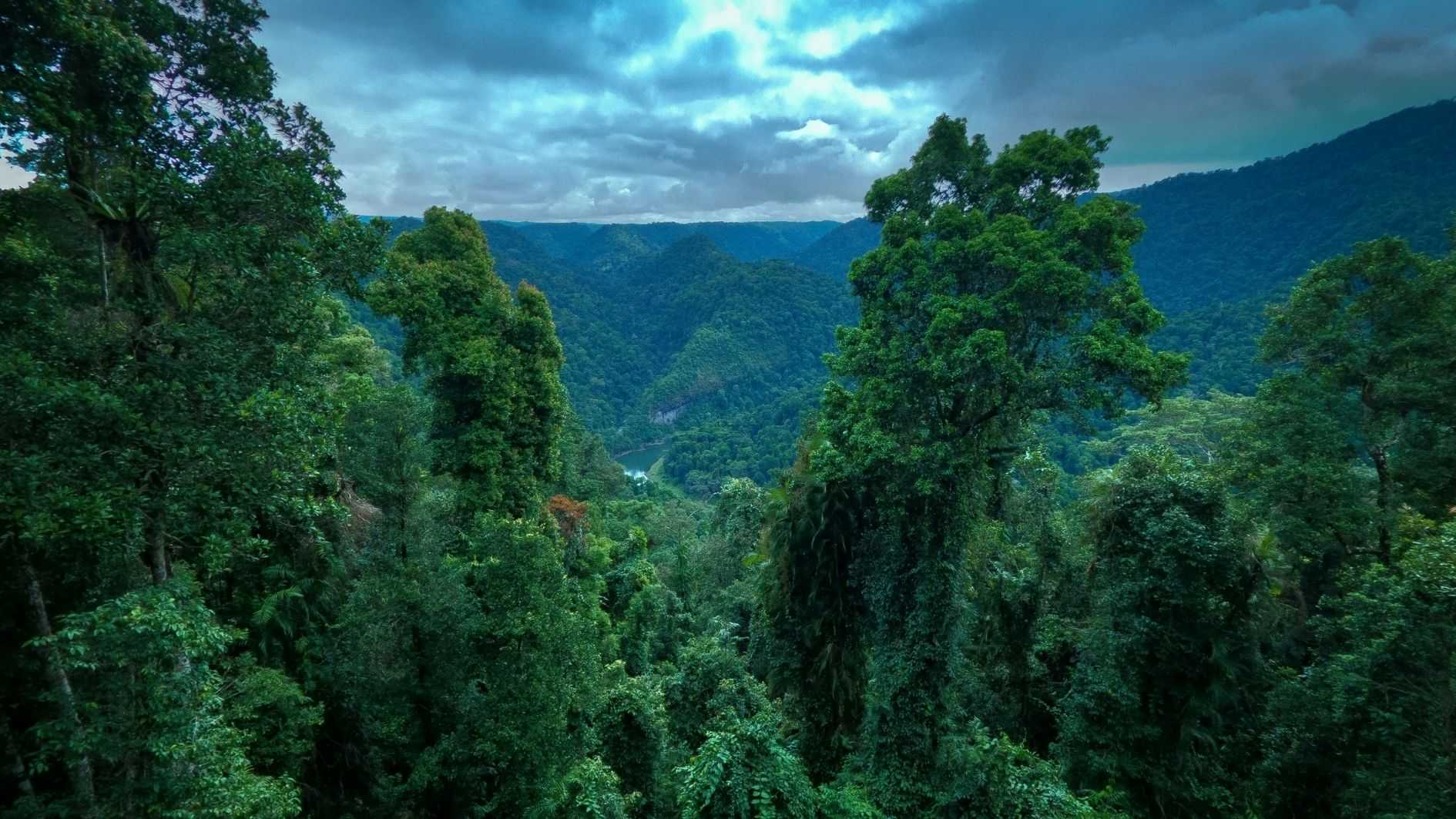 Hutan Hujan Australia Kini Jadi Tantangan Iklim Global